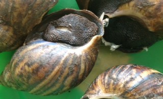 raw snails