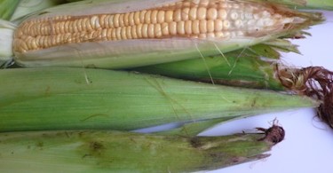 raw unpeeled corn